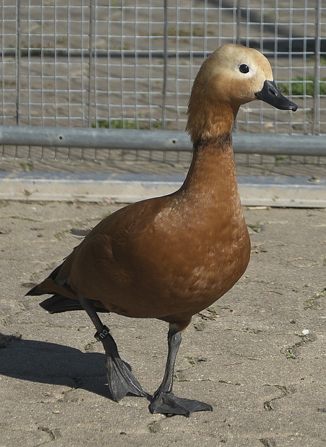 导力